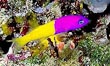 Bicolor Pseudochromis Fish